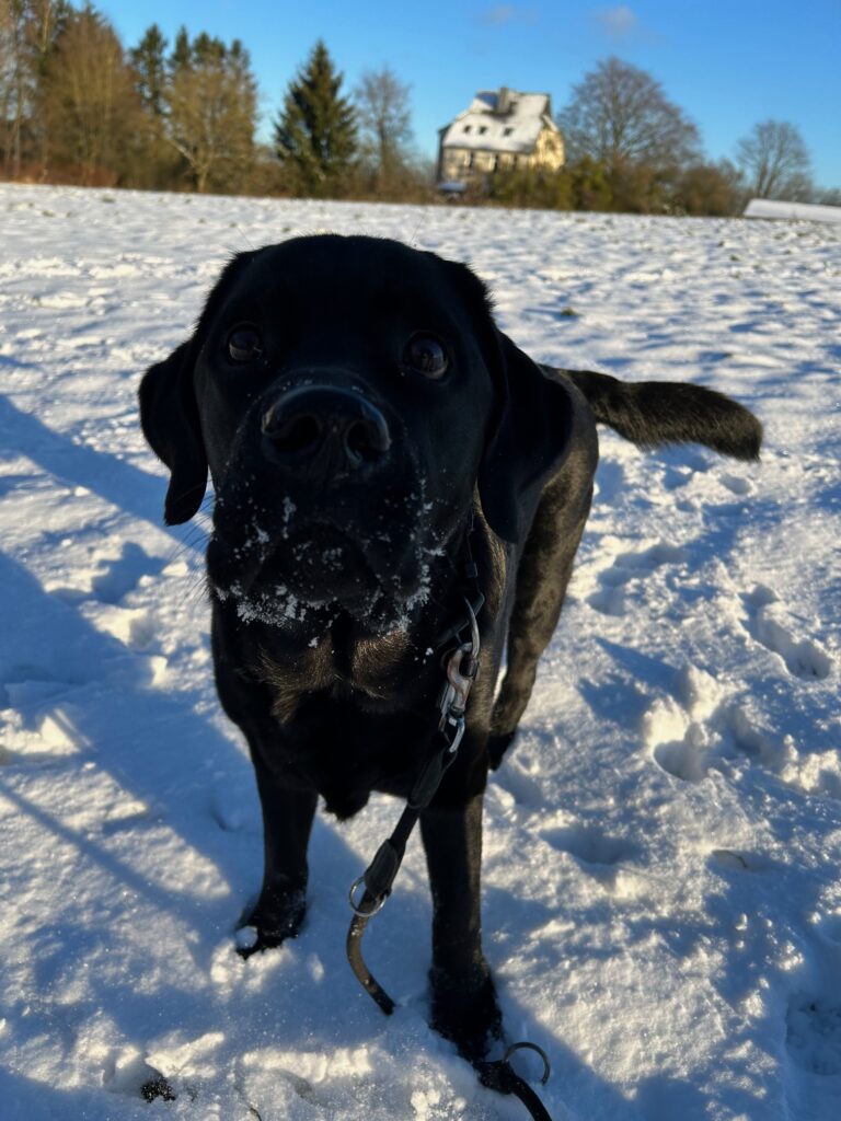 Schwarzer Labrador in verschneiter Landschaft