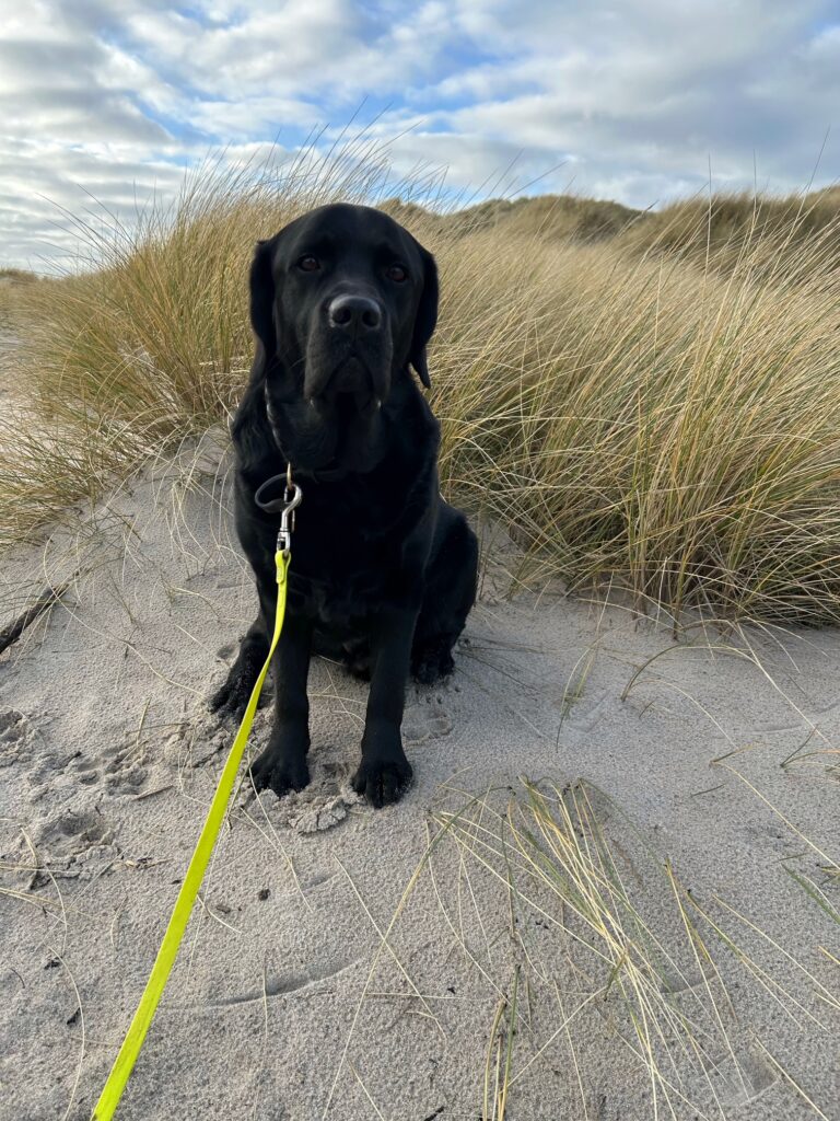 Bergson in den Dünen