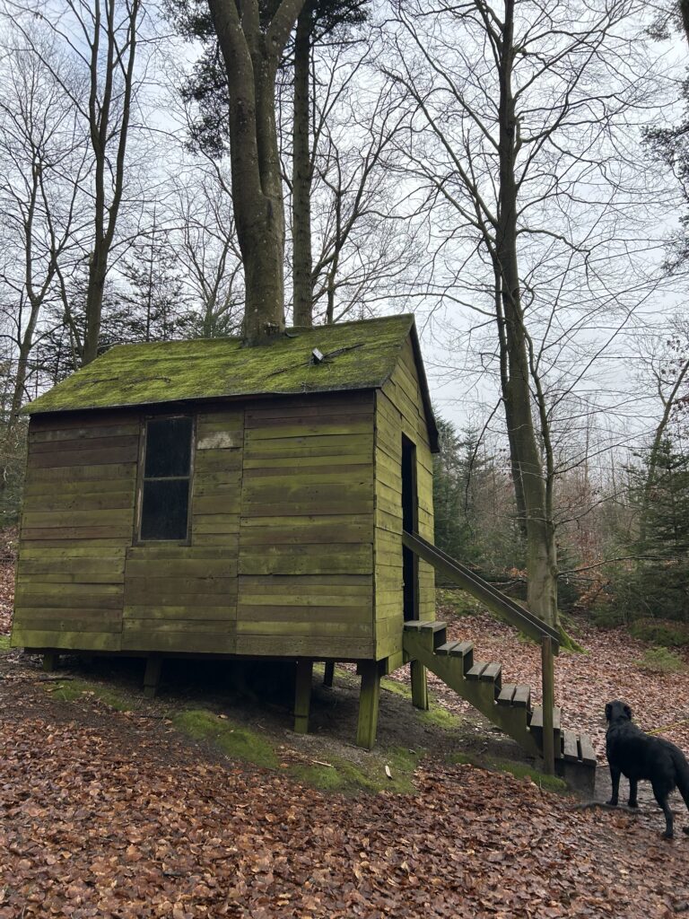 Bergson im Deepforest Art Land