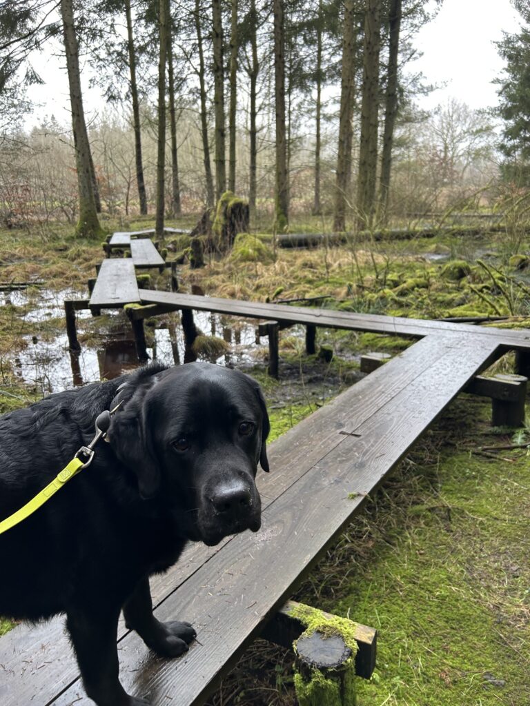 Bergson im Deepforest Art Land