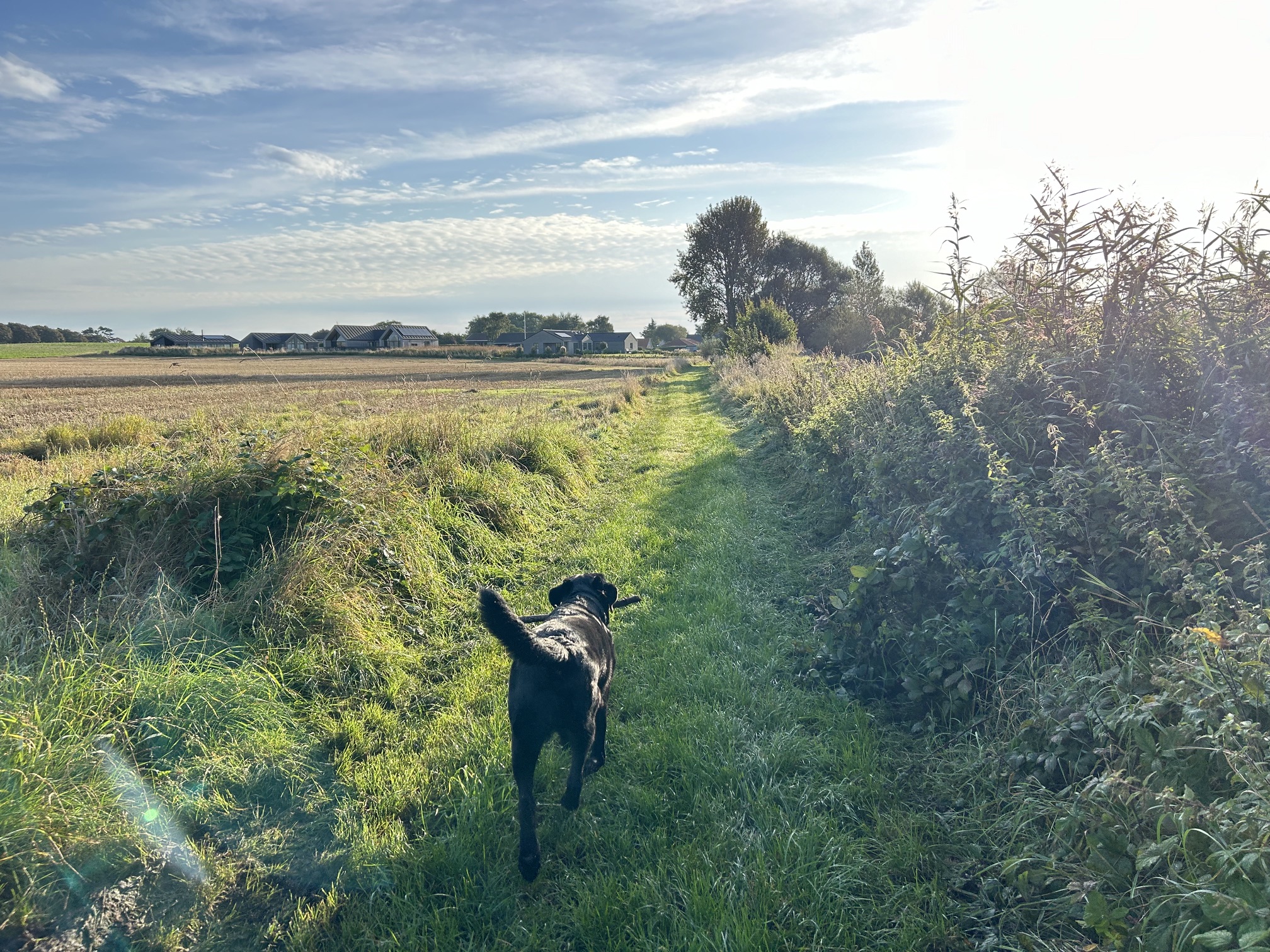 Labrador auf Spaziergang