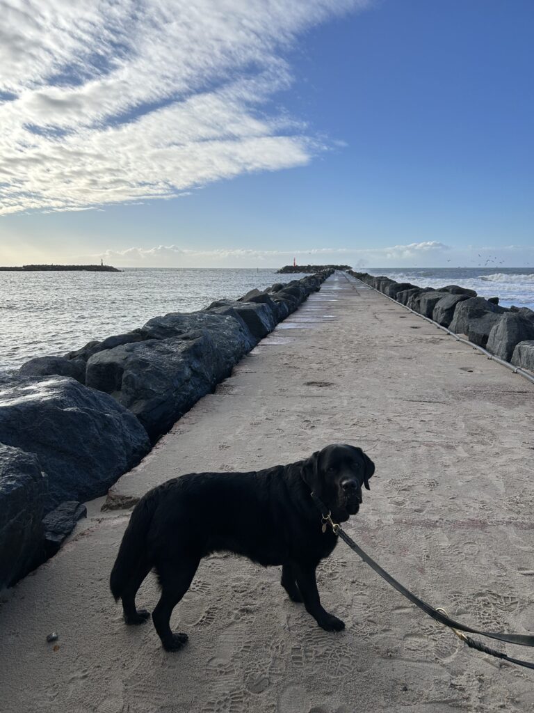 Bergson Mole Hvide Sande