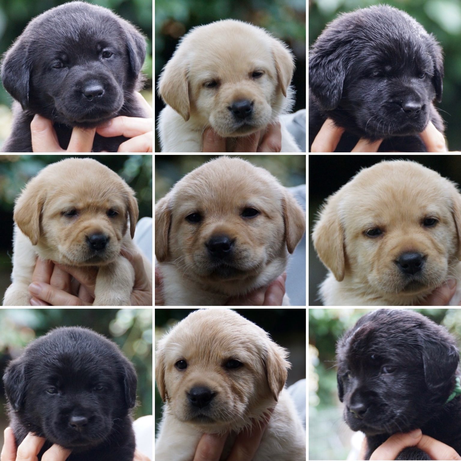 Ein Spaziergang am frühen ist ein Segen für den ganzen Tag