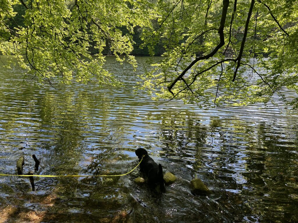 Bergson kühlt sich im Ukleisee ab