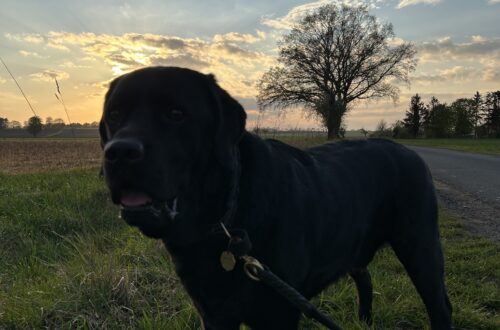 Bergson vor Sonnenuntergang