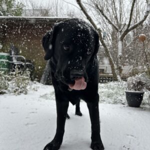 Bergson im Schnee