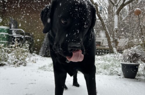 Bergson im Schnee