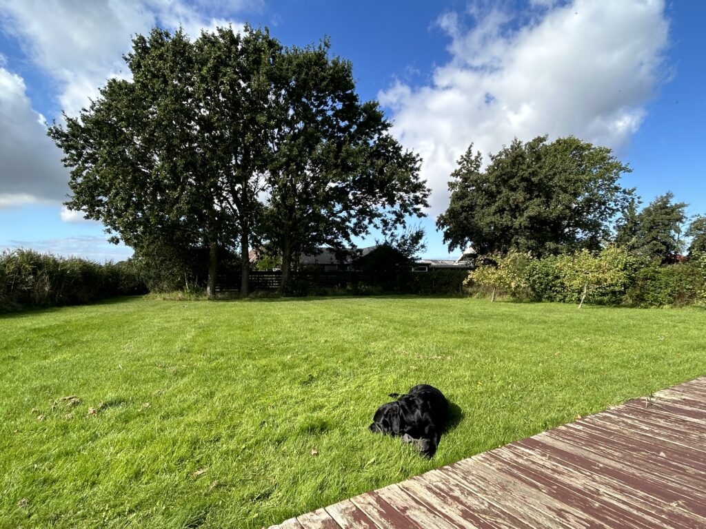 Labrador im Garten