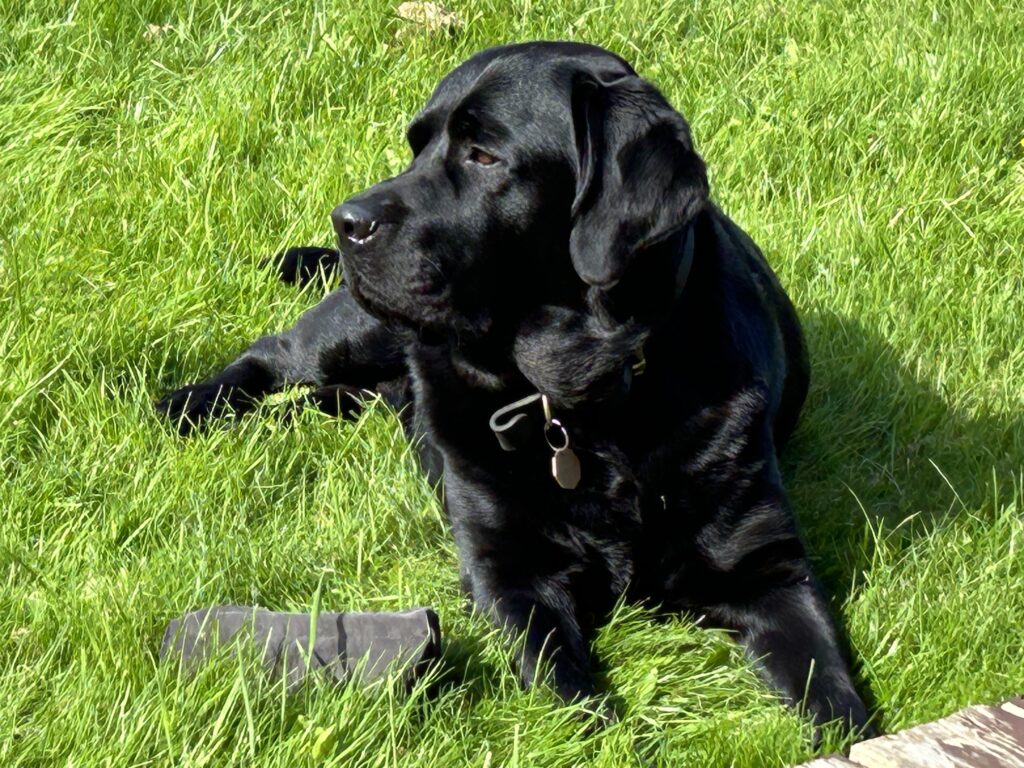 Labrador in der Sonne