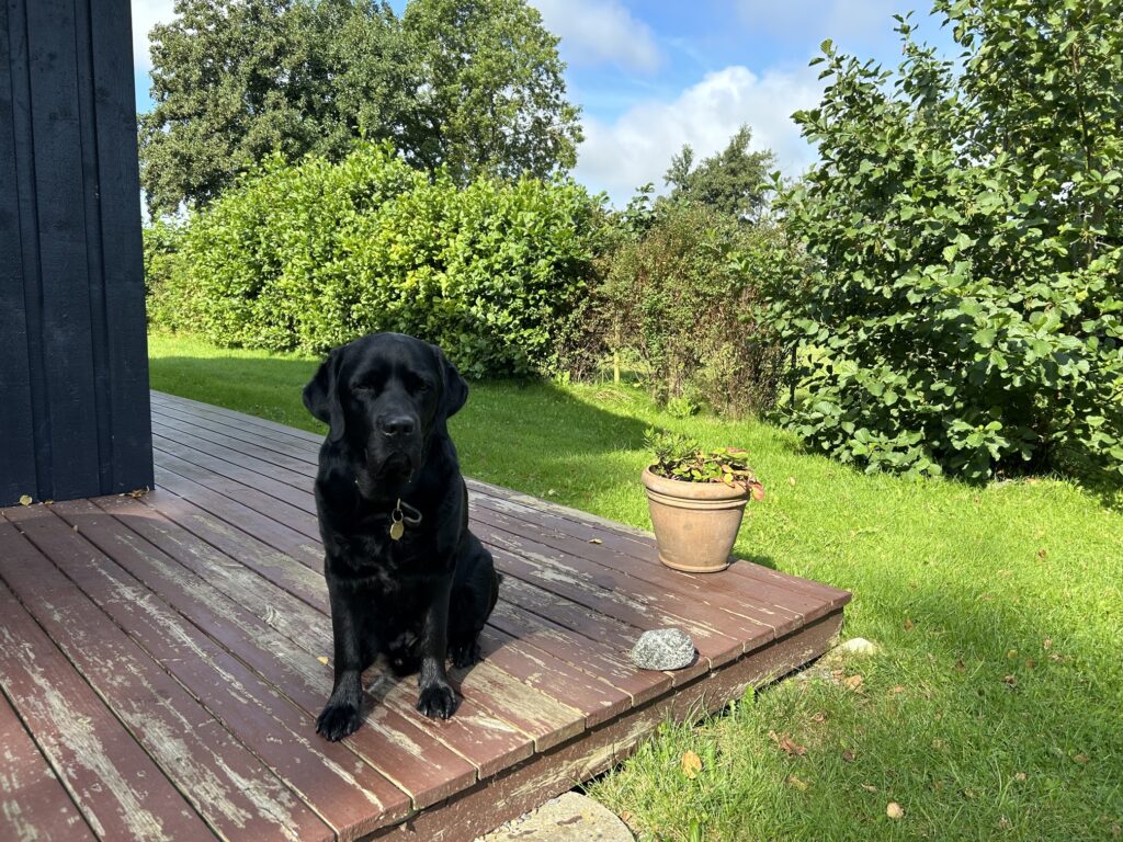 Labrador am Ferienhaus