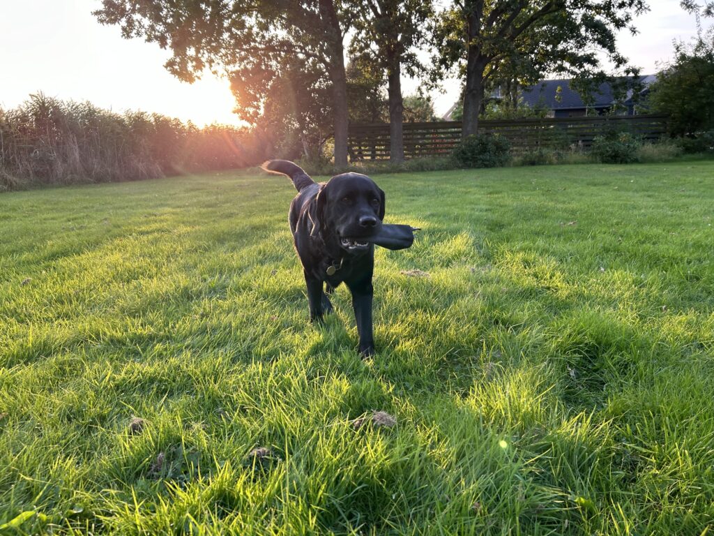 Labrador im Garten